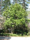 Cherry-Laurel / Prunus caroliniana 